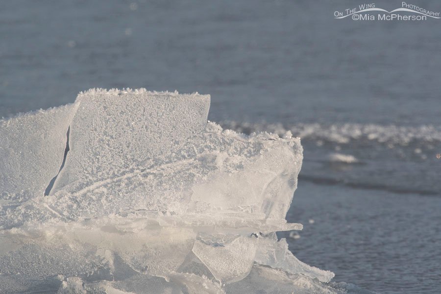 Chunks of ice on the marsh at Bear River MBR, Box Elder County, Utah