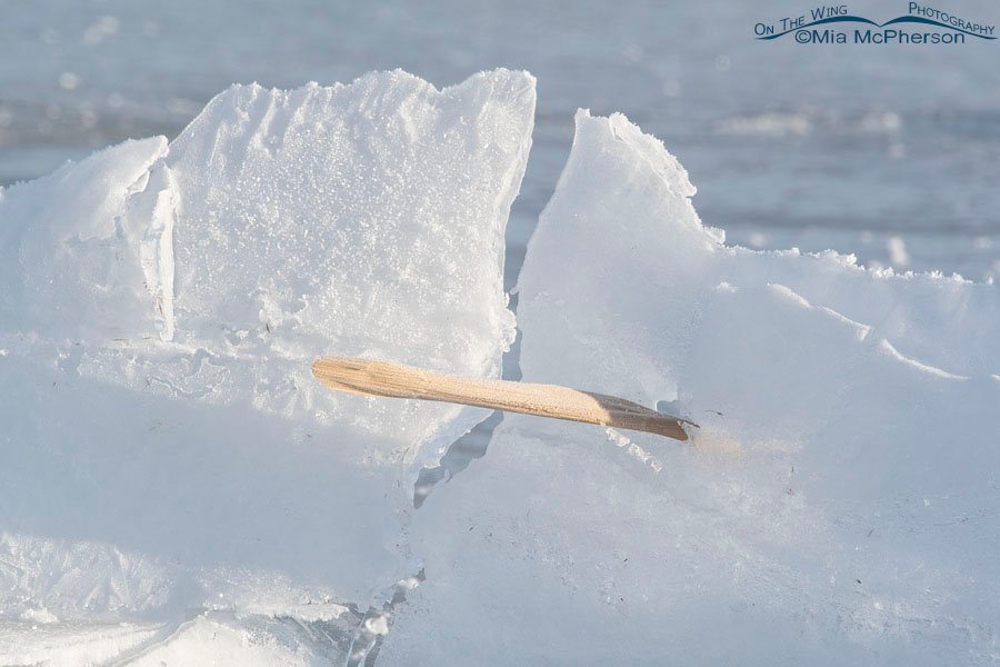 Chunk of ice with a crack in it, Bear River Migratory Bird Refuge, Box Elder County, Utah