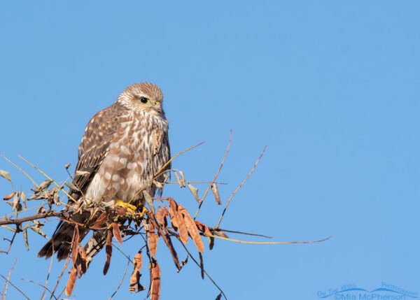 Female Prairie Merlin perched in a tree – Mia McPherson's On The Wing ...
