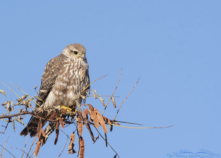 Female Prairie Merlin perched in a tree, Farmington Bay WMA, Davis County, Utah