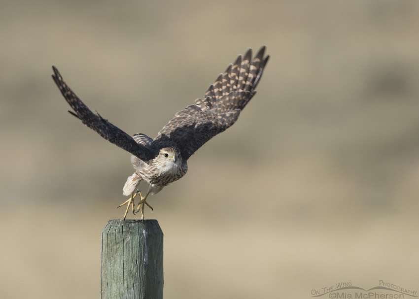 Merlin lifting off from a fence post in the Centennial Valley of Beaverhead County, Montana