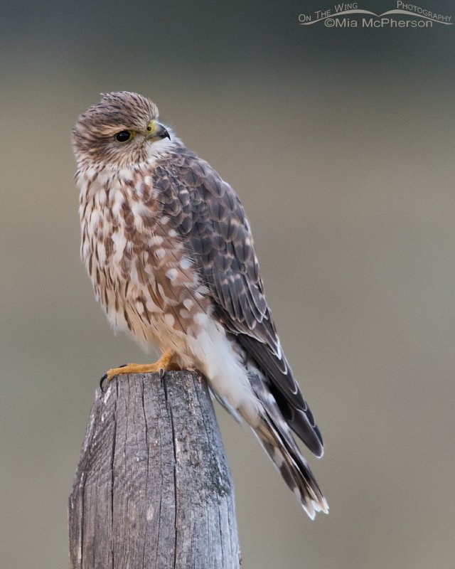 Perched Merlin – Mia McPherson's On The Wing Photography