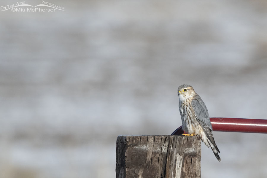 Adult male Prairie Merlin, Bear River Migratory Bird Refuge, Box Elder County, Utah