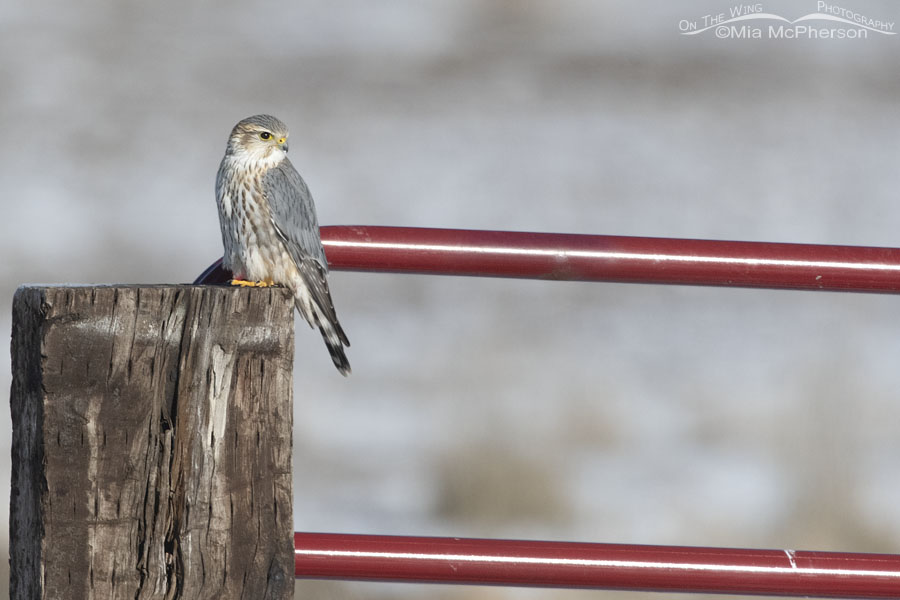 Male Prairie Merlin on a wooden post, Bear River Migratory Bird Refuge, Box Elder County, Utah