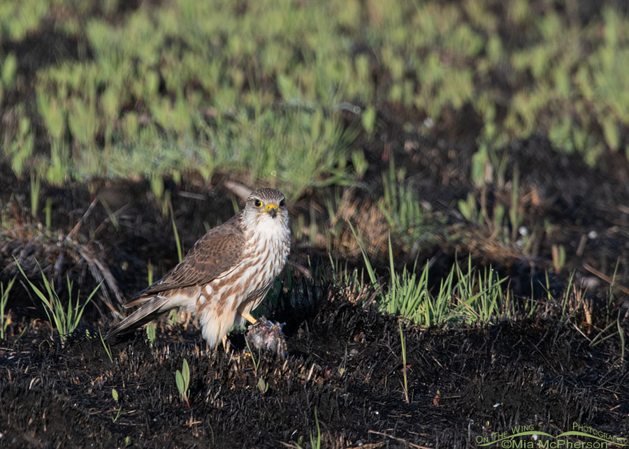 Merlin with prey at Bear River Migratory Bird Refuge, Box Elder County, Utah