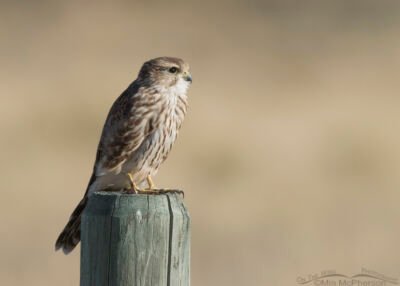 Merlin facing the west – Mia McPherson's On The Wing Photography