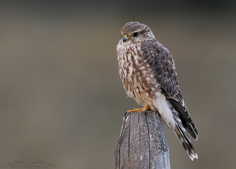 Early morning Merlin perched on a fence post, Centennial Valley, Beaverhead County, Montana