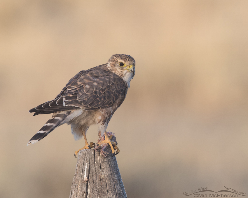 Merlin with prey as the fog starts to roll in, Centennial Valley, Beaverhead County, Montana