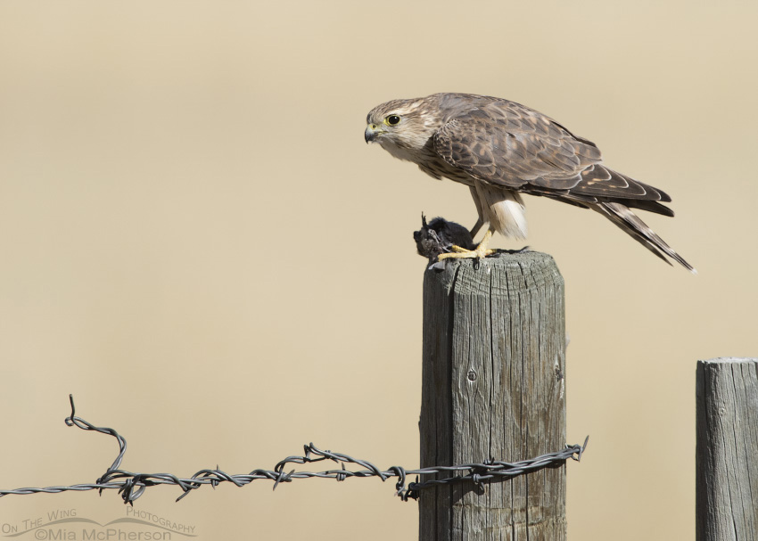 Merlin and its prey in the Centennial Valley of Beaverhead County, Montana
