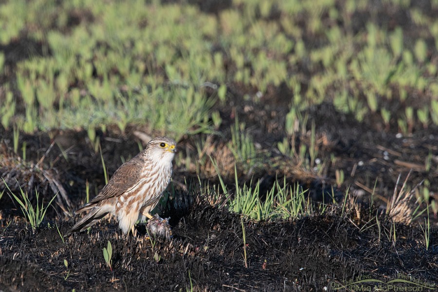 Merlin with prey on the marsh at Bear River MBR, Box Elder County, Utah