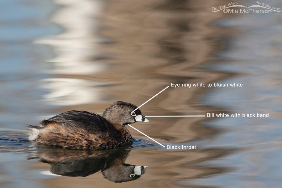 Pied-billed Grebe going into breeding plumage in January - Key features to look for
