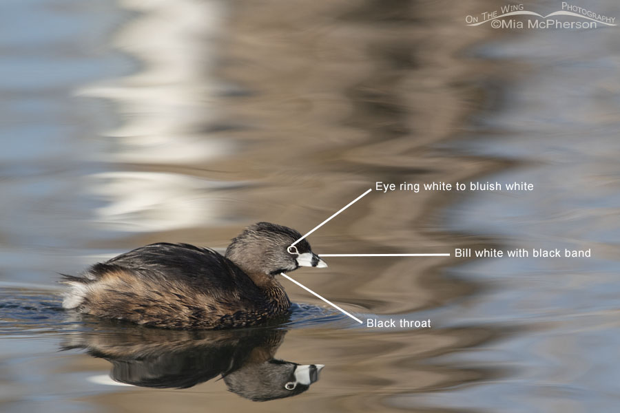 Pied-billed Grebe going into breeding plumage in January - Key features to look for