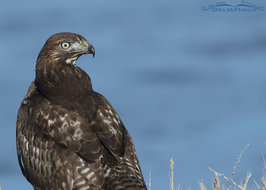 Portrait of an immature Red-tailed Hawk on a riverbank, Bear River Migratory Bird Refuge, Box Elder County, Utah