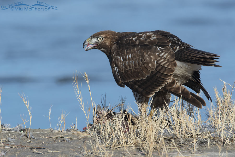 Immature Red-tailed Hawk eating prey on the Bear River – On The Wing  Photography
