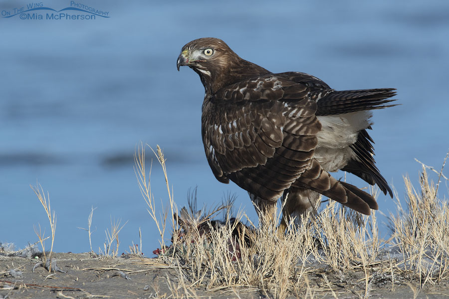 Young Red-tailed Hawk dining on the bank of the Bear River, Bear River Migratory Bird Refuge, Box Elder County, Utah