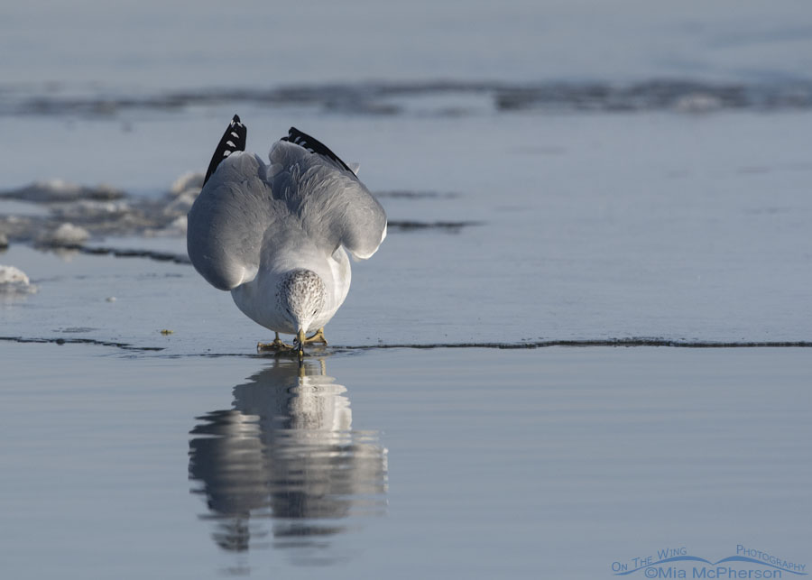 Winter Ring-billed Gull getting a sip of water, Bear River Migratory Bird Refuge, Box Elder County, Utah
