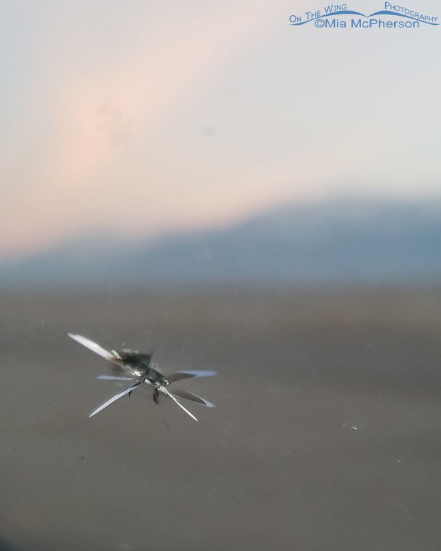 Rock chip in my Jeep's windshield