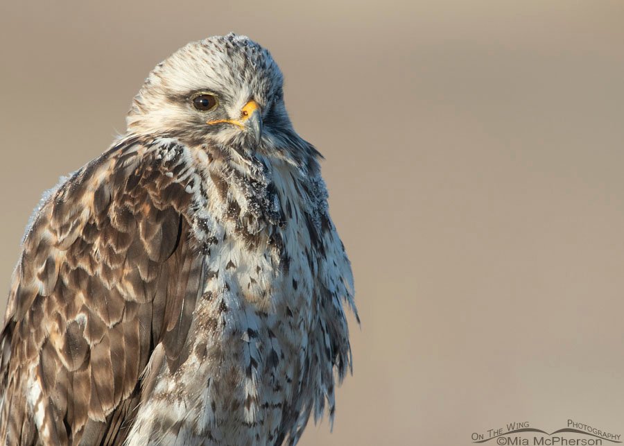 Frosty Rough-legged Hawk male portrait, Bear River Migratory Bird Refuge, Box Elder County, Utah