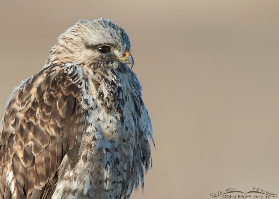 January Rough-legged Hawk close up, Bear River Migratory Bird Refuge, Box Elder County, Utah