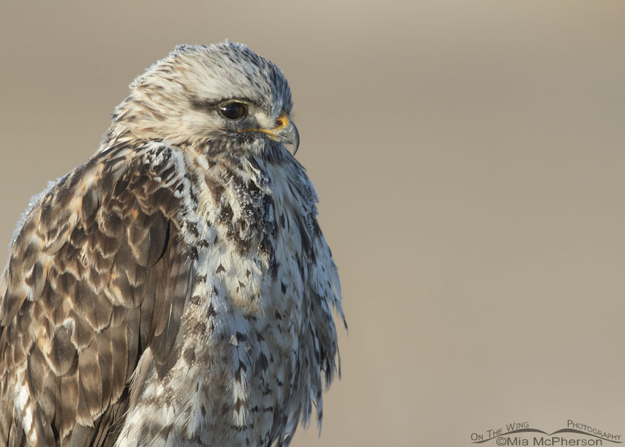 January Rough-legged Hawk close up, Bear River Migratory Bird Refuge, Box Elder County, Utah