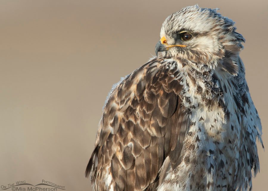 Frosty January Rough-legged Hawk close up, Bear River Migratory Bird Refuge, Box Elder County, Utah