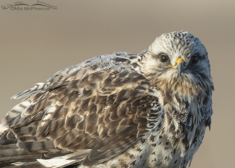 Rough-legged Hawk male with frost on his back, Bear River Migratory Bird Refuge, Box Elder County, Utah
