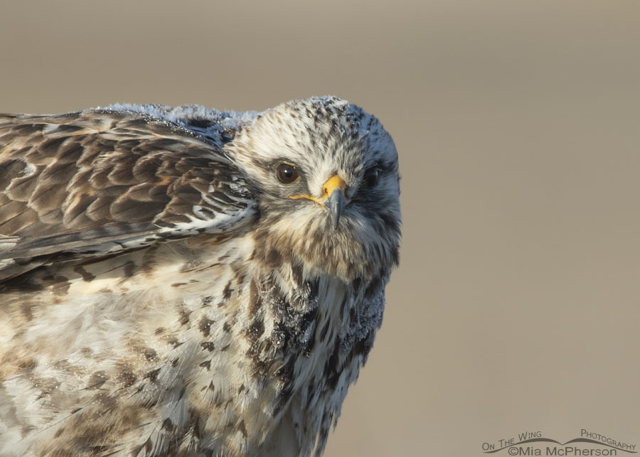 Male Rough-legged Hawk close up as he gets ready to lift off