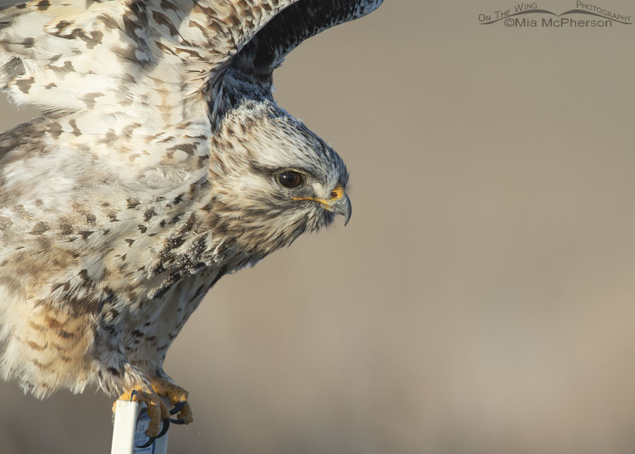 Portrait of a male Rough-legged Hawk stretching, Bear River Migratory Bird Refuge, Box Elder County, Utah