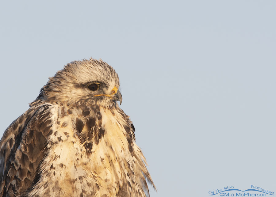 Rough-legged Hawk portrait facing left, Bear River Migratory Bird Refuge, Box Elder County, Utah