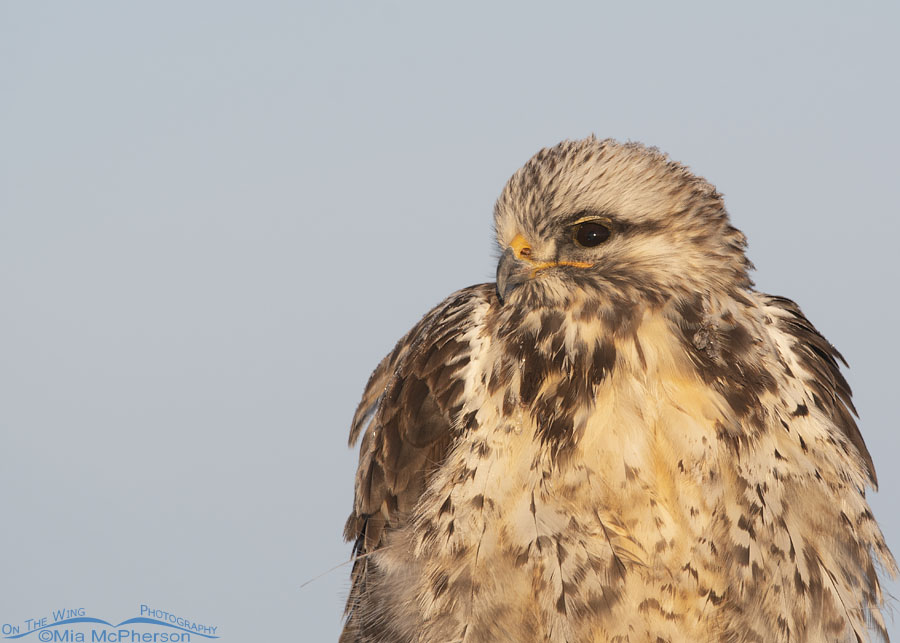 Rough-legged Hawk portrait facing right, Bear River Migratory Bird Refuge, Box Elder County, Utah