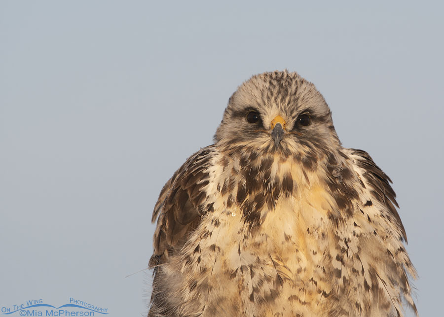 Adult male Rough-legged Hawk head on portrait, Bear River Migratory Bird Refuge, Box Elder County, Utah