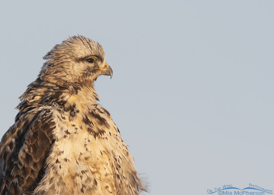Goofy looking Rough-legged Hawk portrait, Bear River Migratory Bird Refuge, Box Elder County, Utah