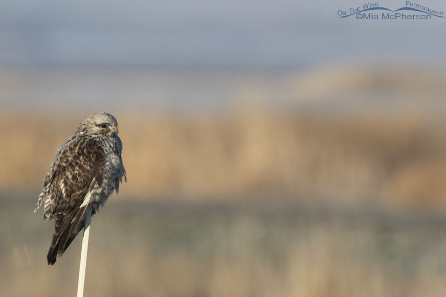 Adult male Rough-legged Hawk in the marsh of Bear River MBR, Box Elder County, Utah