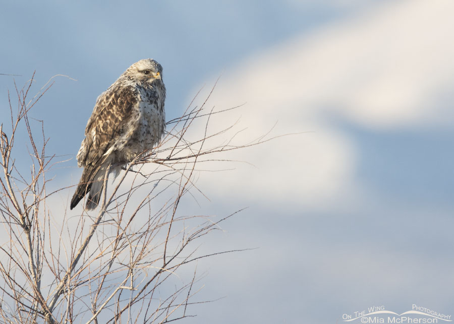 Male Rough-legged Hawk perched on a Tamarisk, Bear River Migratory Bird Refuge, Box Elder County, Utah