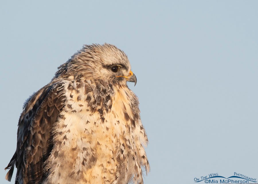 Blue sky and a frosty Rough-legged Hawk portrait, Bear River Migratory Bird Refuge, Box Elder County, Utah