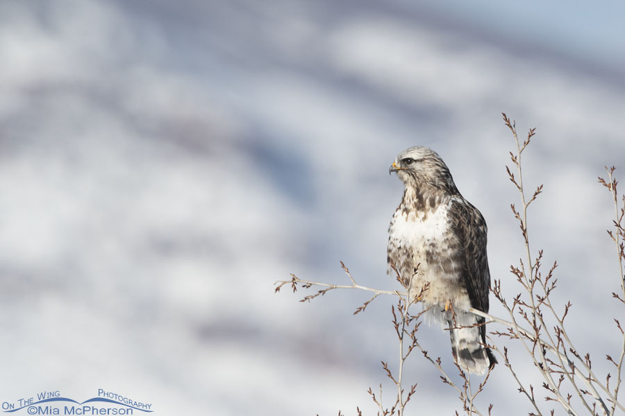 Adult male light morph Rough-legged Hawk in the Wasatch Mountains, Summit County, Utah