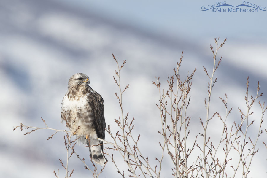 Male Rough-legged Hawk in the snowy Wasatch Mountains, Summit County, Utah