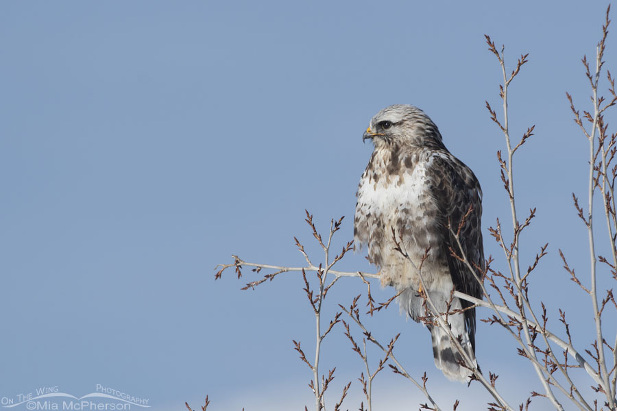 Male Rough-legged Hawk in Summit County, Wasatch Mountains, Utah