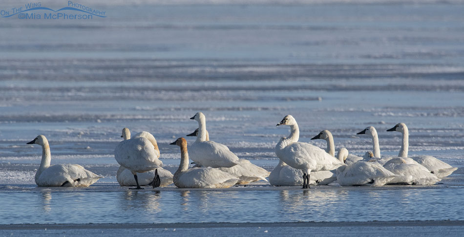 Resting Tundra Swans on ice, Bear River Migratory Bird Refuge, Box Elder County, Utah