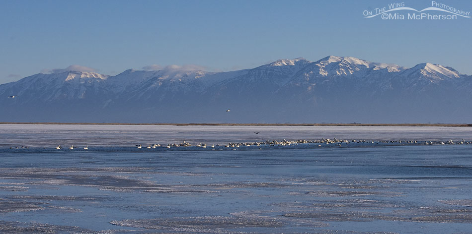 Tundra Swans from a distance, Bear River Migratory Bird Refuge, Box Elder County, Utah