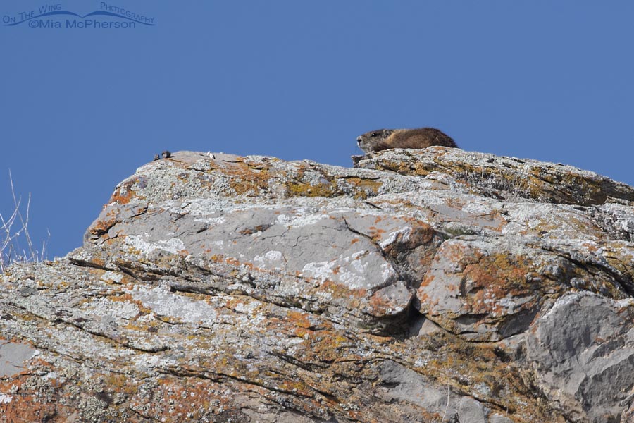 Yellow-bellied Marmot out and about in January, Box Elder County, Utah