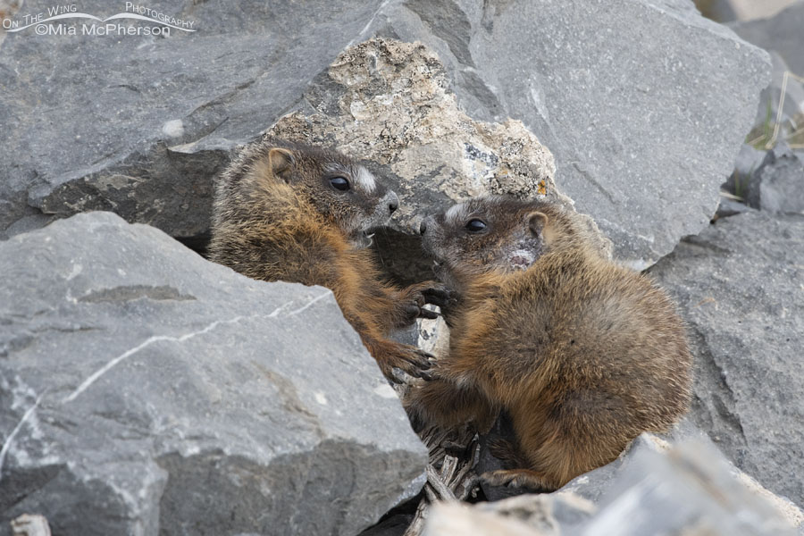 Yellow-bellied Marmot pups playing near their burrow, Box Elder County, Utah