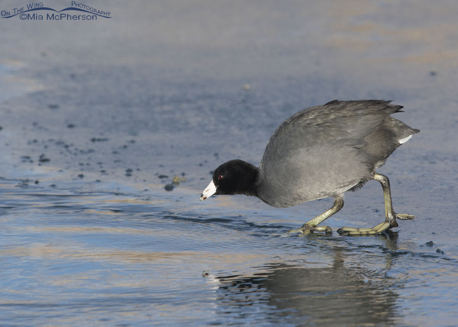 American Coot about to enter the Bear River, Bear River Migratory Bird Refuge, Box Elder County, Utah