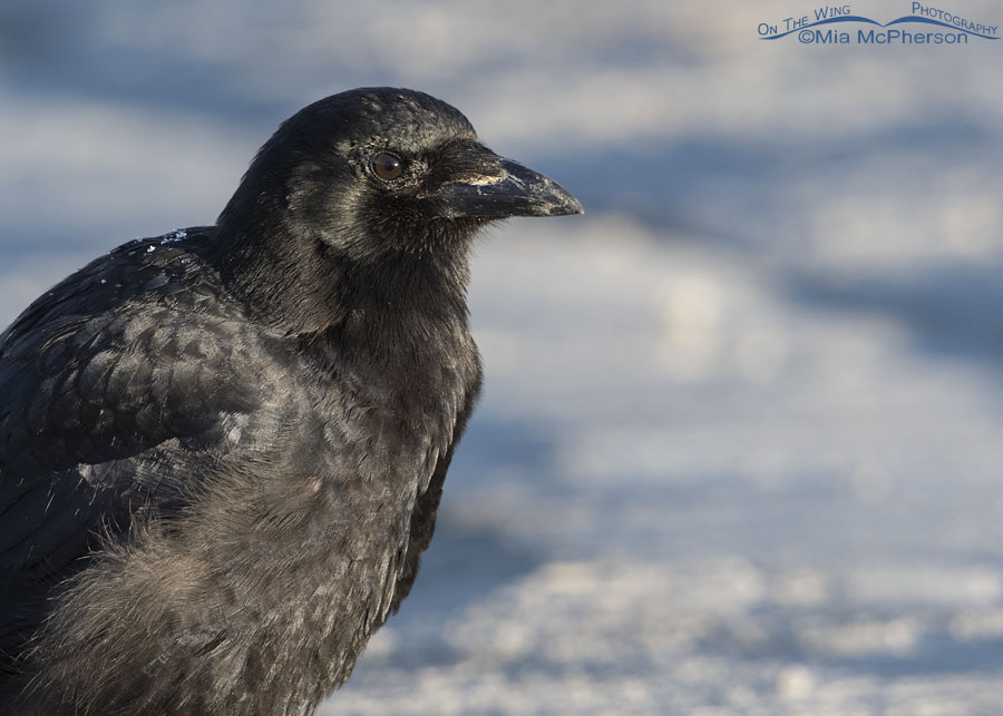 American Crow winter portrait, Farmington Bay WMA, Davis County, Utah