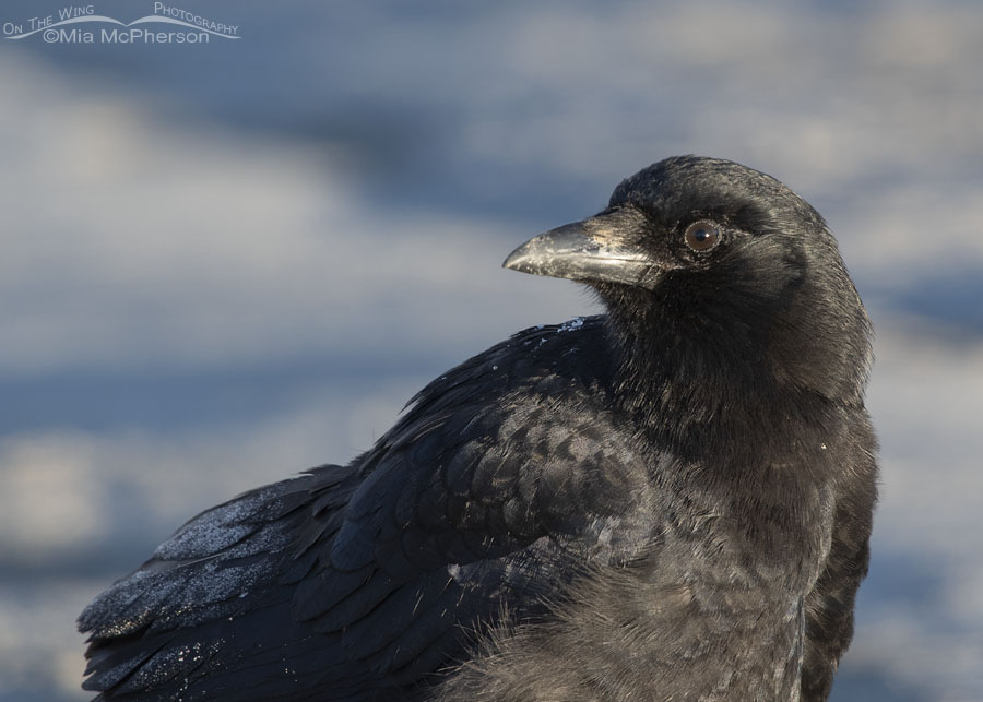 Close up American Crow in February, Farmington Bay WMA, Davis County, Utah