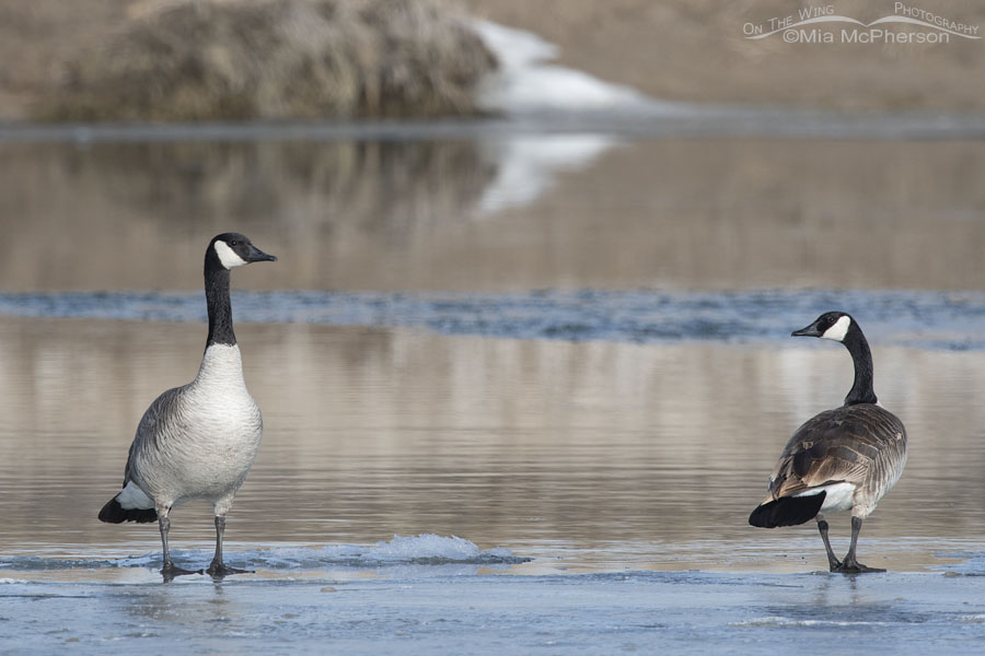 Pair of Canada Geese on the icy Bear River, Bear River Migratory Bird Refuge, Box Elder County, Utah