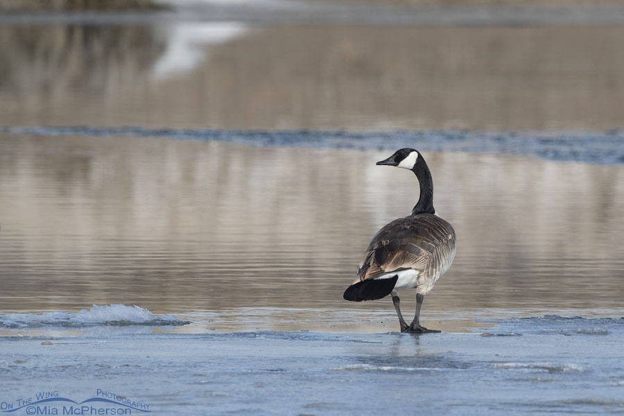 Canada Goose adult on the Bear River, Bear River Migratory Bird Refuge, Box Elder County, Utah