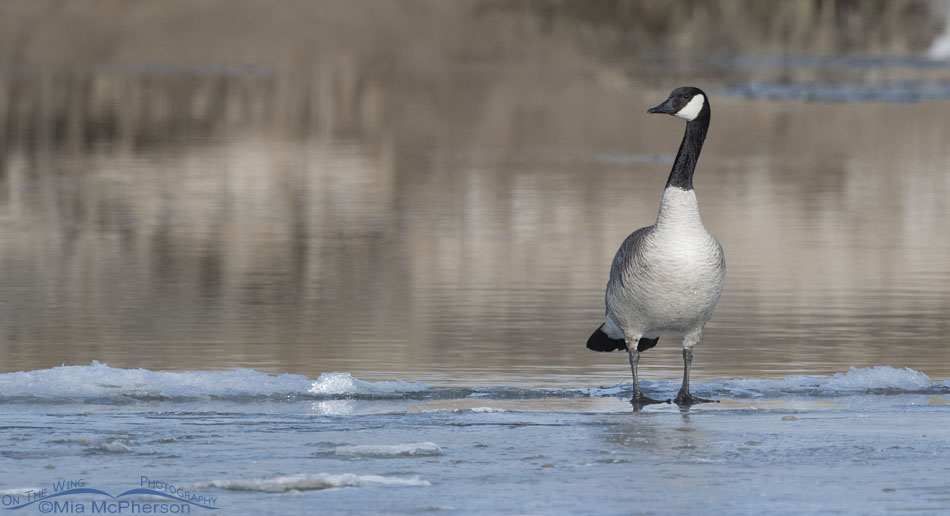 Adult Canada Goose on the icy Bear River, Bear River Migratory Bird Refuge, Box Elder County, Utah