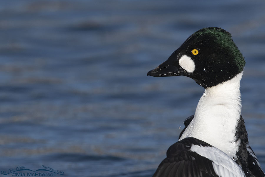 Shaking drake Common Goldeneye close up, Salt Lake County, Utah