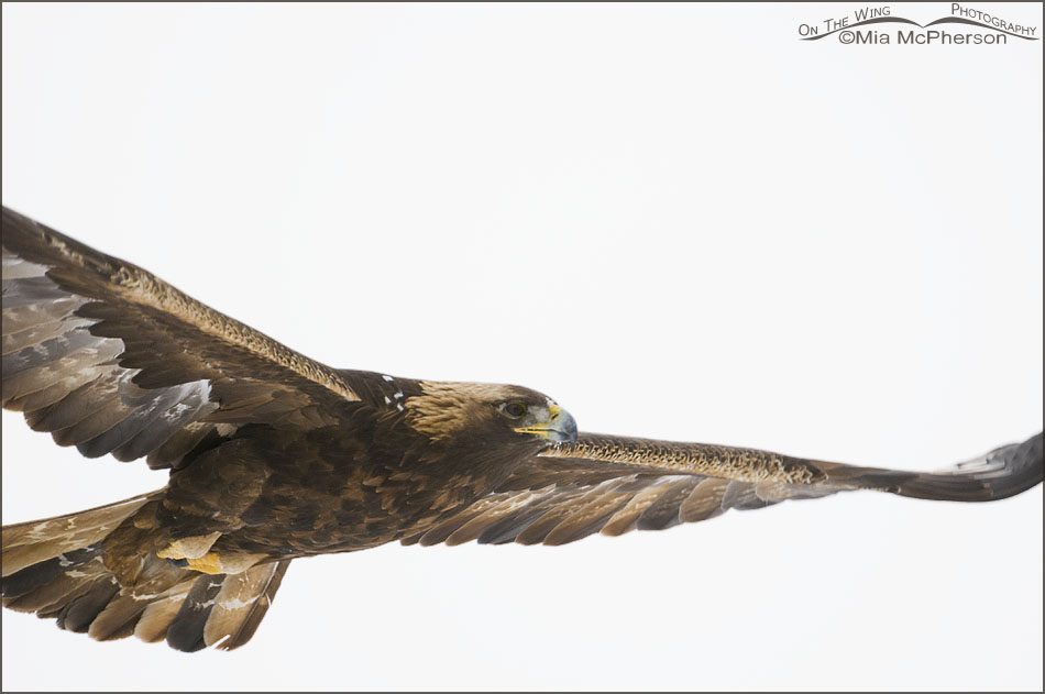 Golden Eagle – TOO Close! Antelope Island State Park, Davis County, Utah